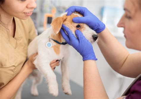 Animal eye guys - Animal Eye Guys (Fort Myers) in Fort Myers provides professional and courteous veterinary care for your pets including: Dogs, Cats, Ophthalmology, Exotic Pets, Large Animals, Ocular Surgery, Orbital & Eyelid, Cherry Eye, Entropion, Cataract, Endolaser, Cornea.